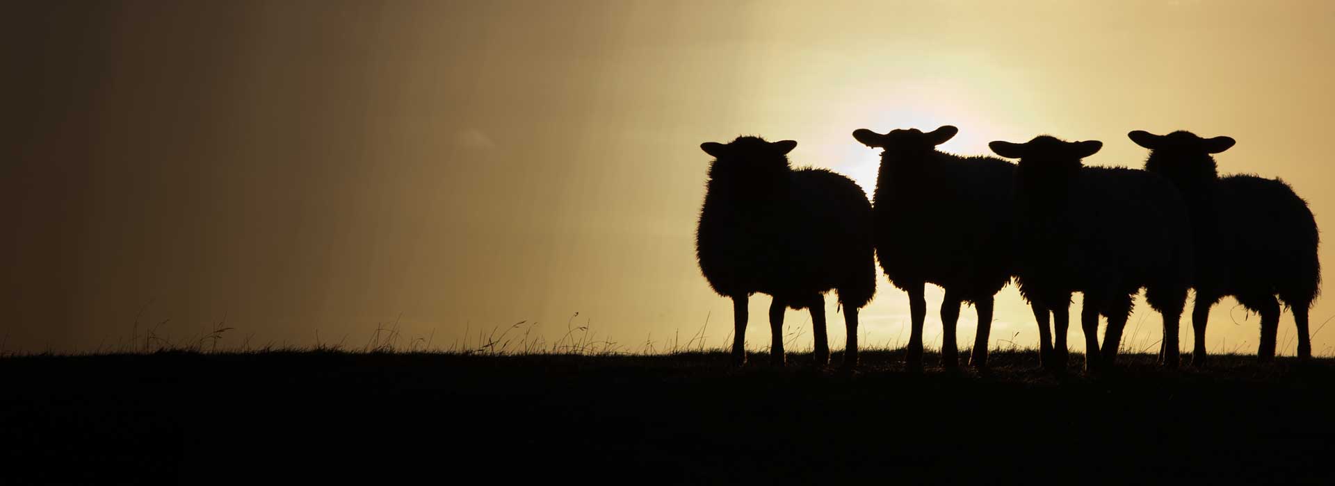 Sheep grazing beside solar panels